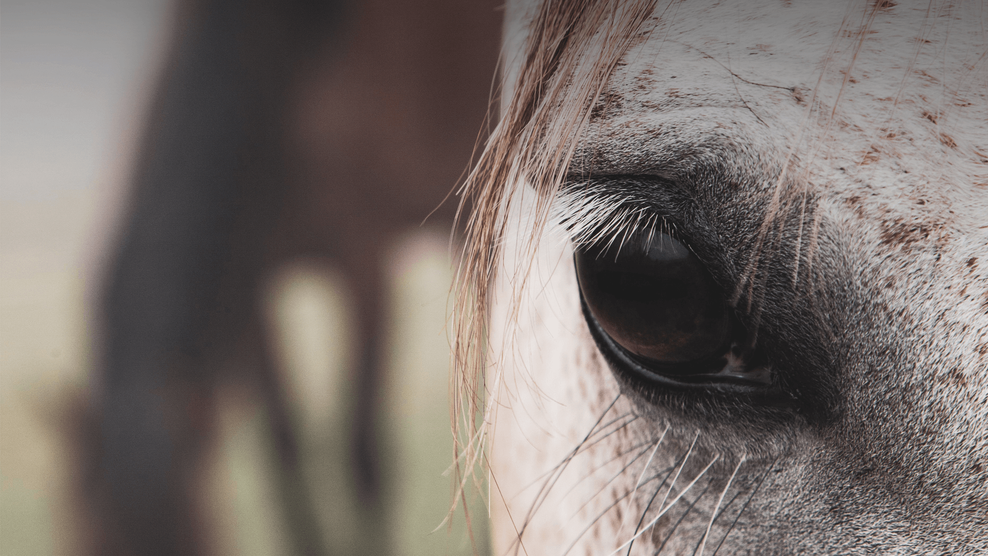 SaddleBalance banner